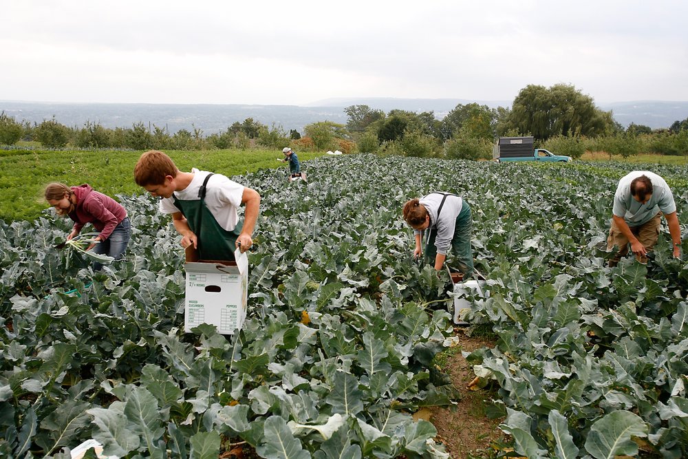 Farm